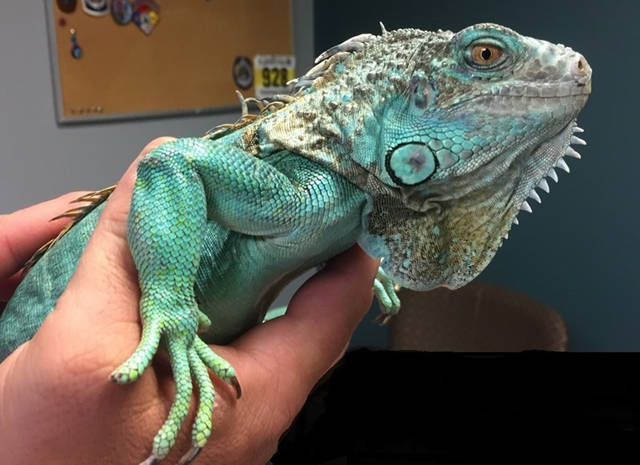 1034957_web1_ptr-iguana-041819