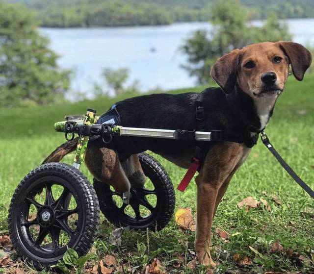 Joey’s P.A.W. Spring Fling to help get dogs moving again