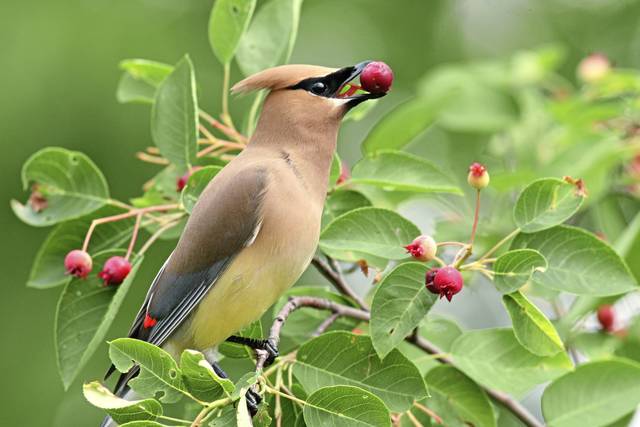 Northern Tier Library hosting informational session on native birds