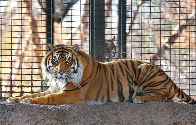1052997_web1_ptr-tigerattack-042119