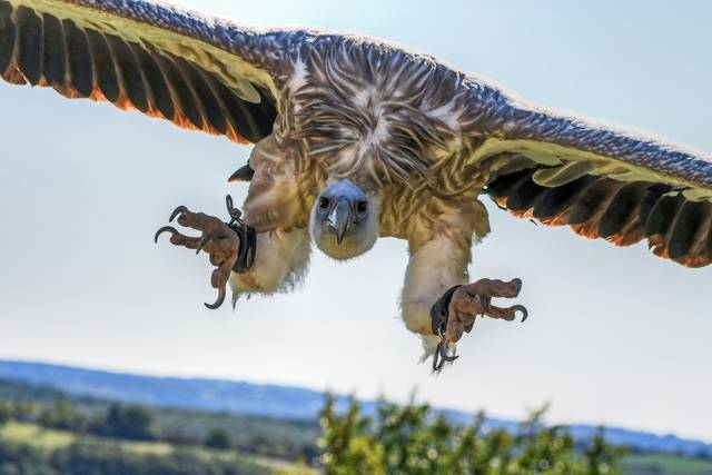 1056335_web1_ptr-vulture