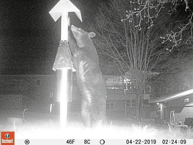 1057978_web1_vnd-bearThere-042319