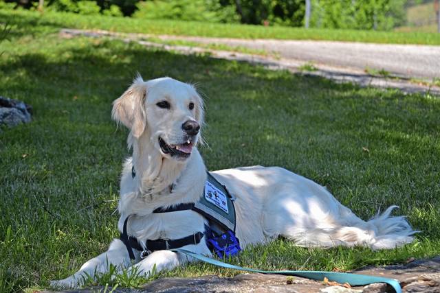 1071502_web1_web-servicedog