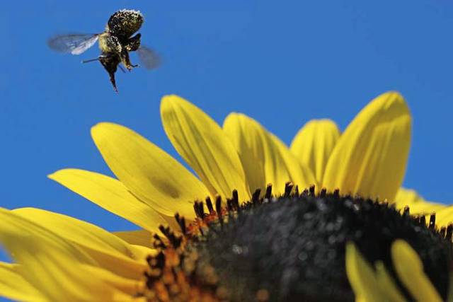 1093700_web1_gtr-Bee-050119