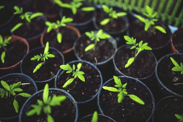 962070_web1_WEB-seedlings-tomato