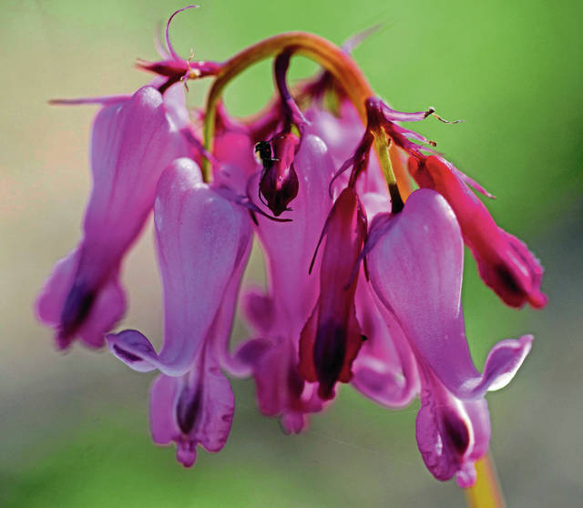 966955_web1_gtr-wildflower2