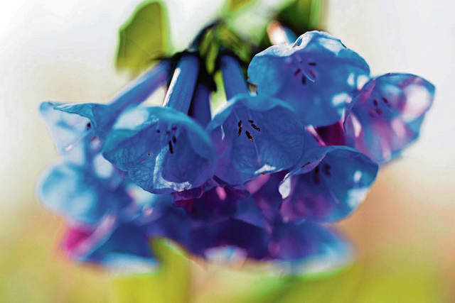 966955_web1_gtr-wildflower3