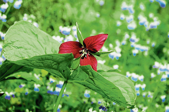 966955_web1_gtr-wildflower4