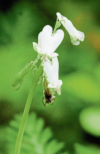 966955_web1_gtr-wildflower5