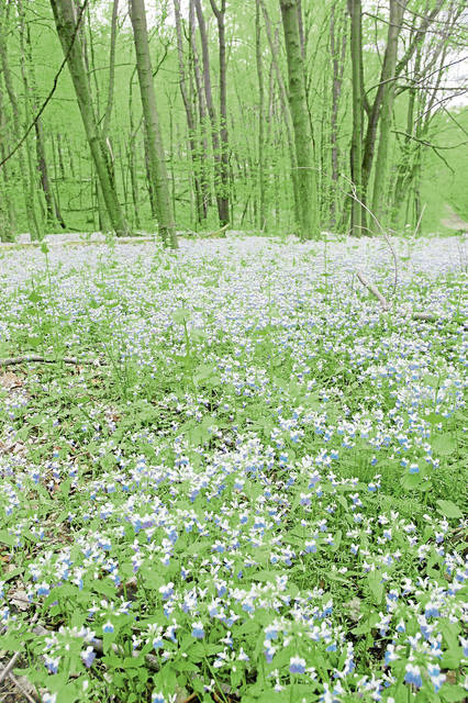 966955_web1_gtr-wildflower6