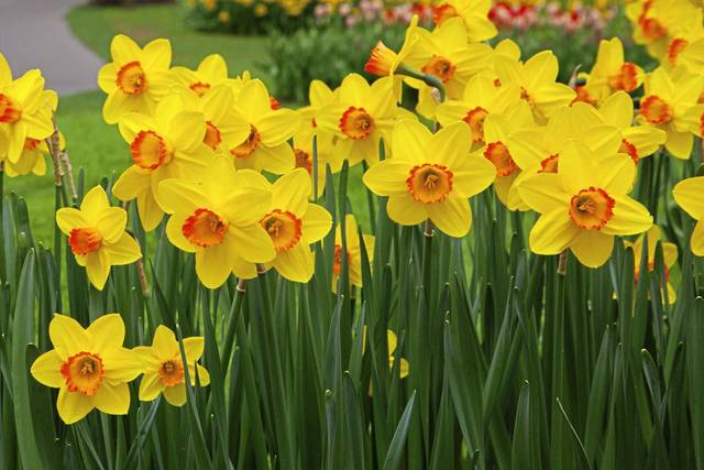 973523_web1_gtr-tk-planner-daffodils-041819