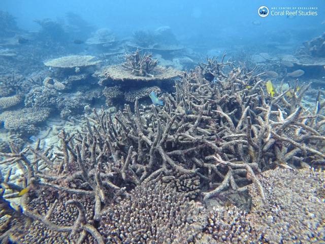 973943_web1_ptr-ClimateReef-040419