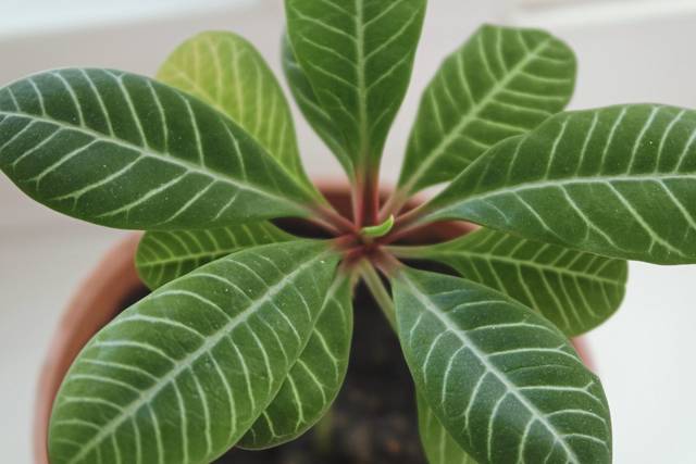 976972_web1_gtr-liv-houseplants-01-040519