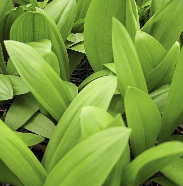 994093_web1_gtr-liv-spring-ramps-041019