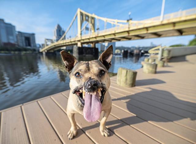 996073_web1_nj-fightdogbooksigning-040919