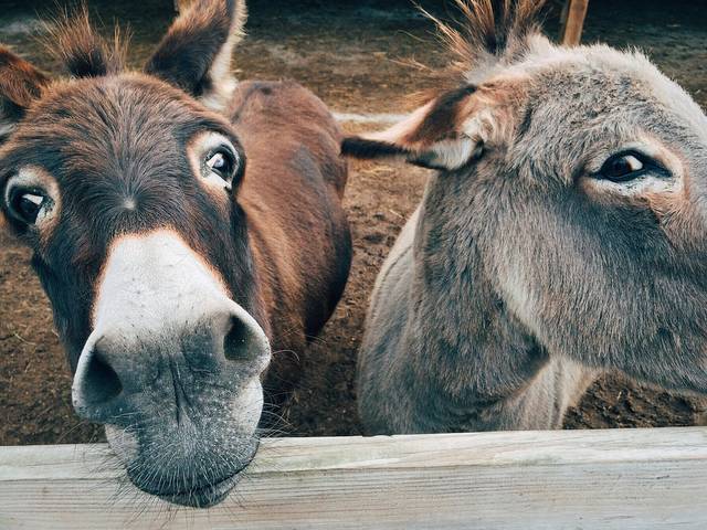 1092759_web1_ptr-donkey