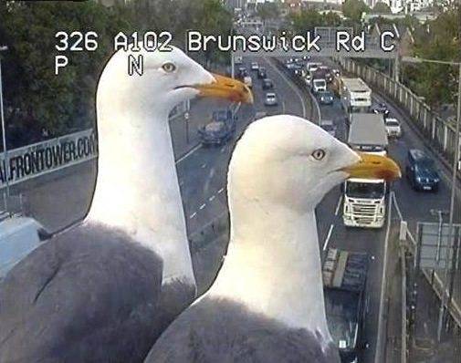 1097613_web1_ptr-seagulls-02-050219