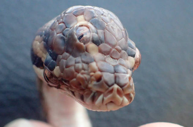 1102674_web1_ptr-threeeyesnake-050319