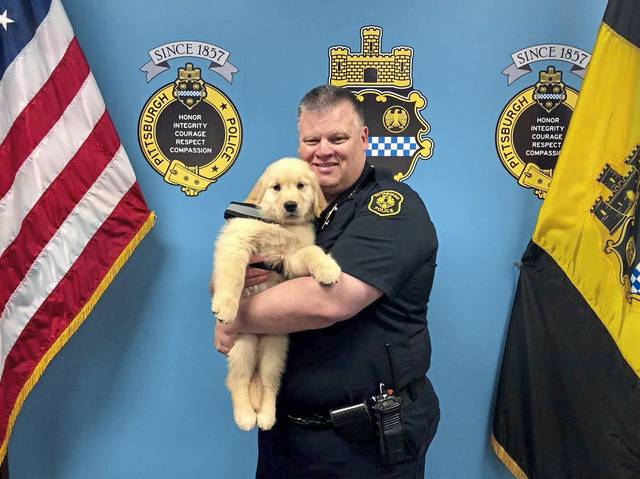 1103536_web1_ptr-comfortdog01-050319