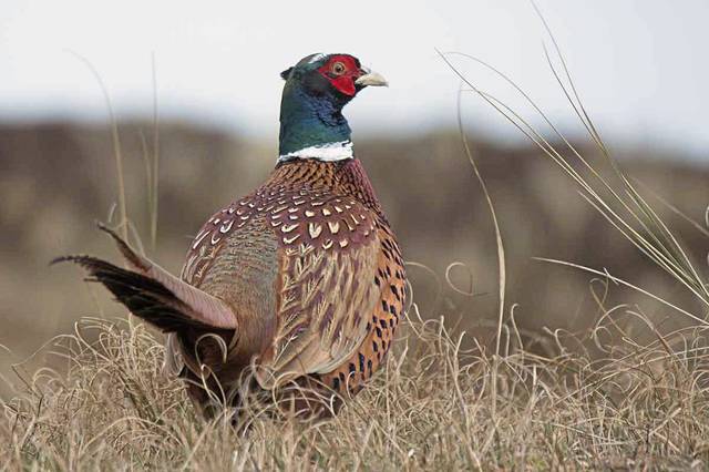 1113981_web1_gtr-OutPheasant-050519