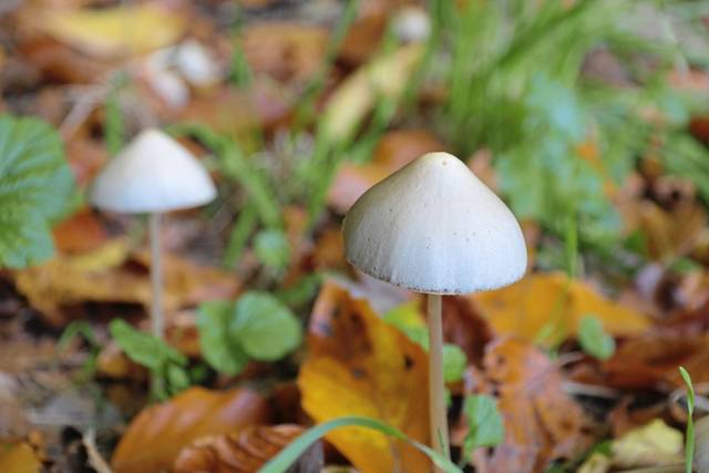 1125265_web1_web-mushrooms