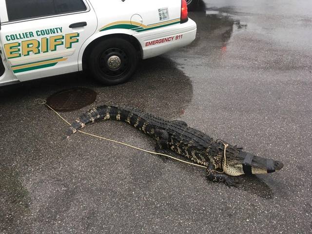 1140643_web1_ptr-Gator-051119