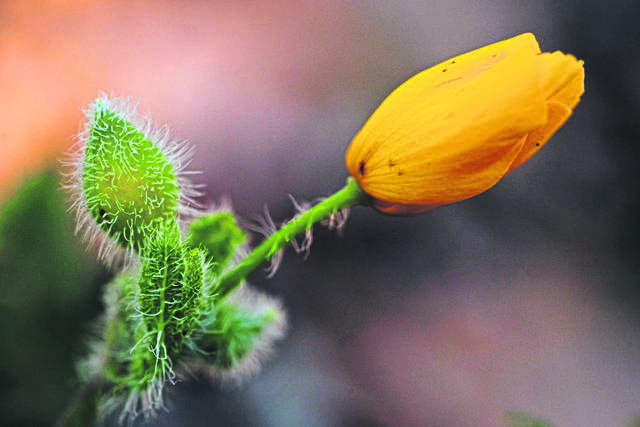 1141758_web1_gtr-wildflower1
