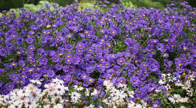 1142169_web1_WEB-perennial-flowers