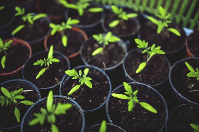 1142169_web1_WEB-vegetable-sprouts