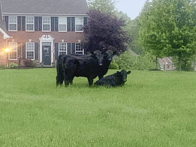 1154432_web1_gtr-cows2