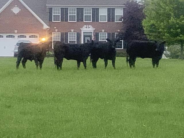 1154432_web1_gtr-murrcows