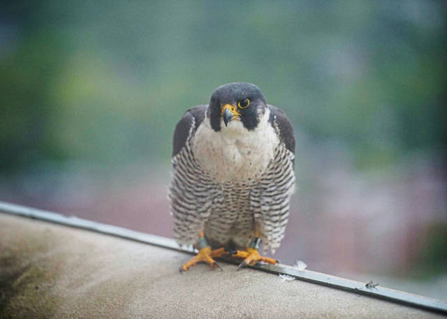 1155397_web1_PTR-Falcon02-051519