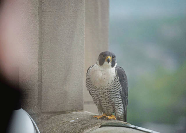 1155397_web1_PTR-Falcon10-051519