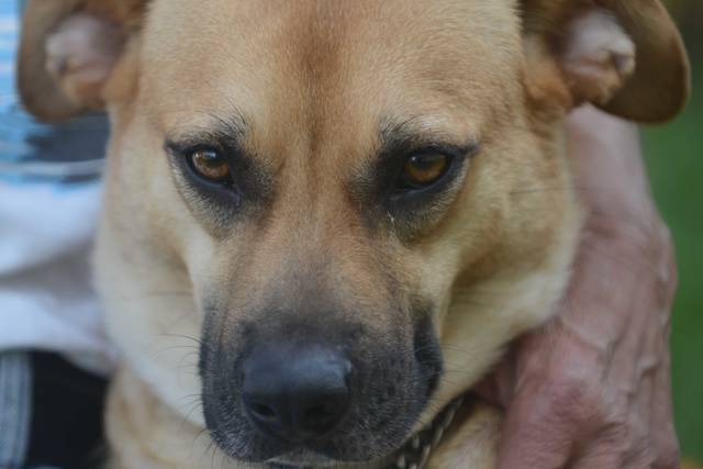 1161385_web1_WEB-dog
