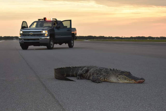1165249_web1_ptr-gatorrunway-051719