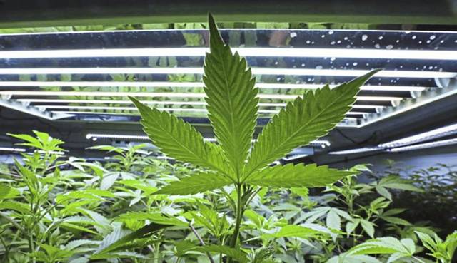 1171638_web1_WEB-medical-marijuana