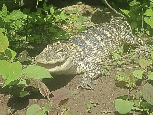 1178142_web1_ptr-SouthSideGator-051919