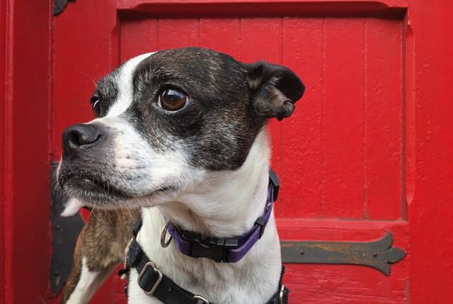 1178164_web1_web-dog
