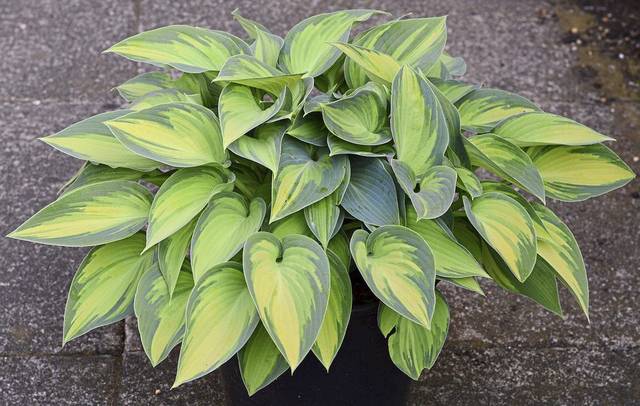 1183565_web1_gtr-liv-hostas-052219