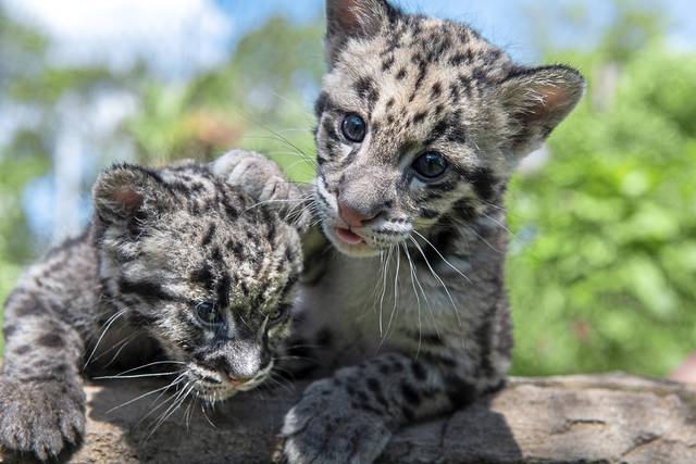 1187258_web1_ptr-leopardcub02-052219