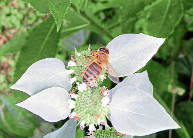 1187309_web1_gtr-PollinatorPartners-052219