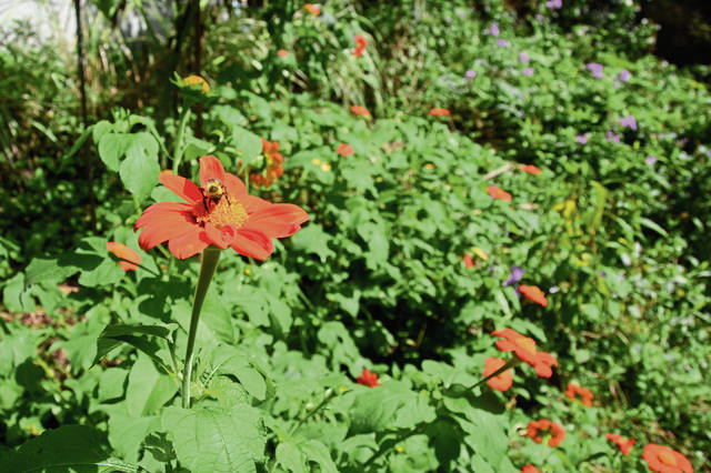 1187567_web1_gtr-liv-annuals1-053119