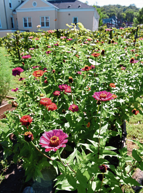 1187567_web1_gtr-liv-annuals10-053119