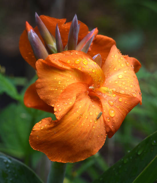 1187567_web1_gtr-liv-annuals11-053119