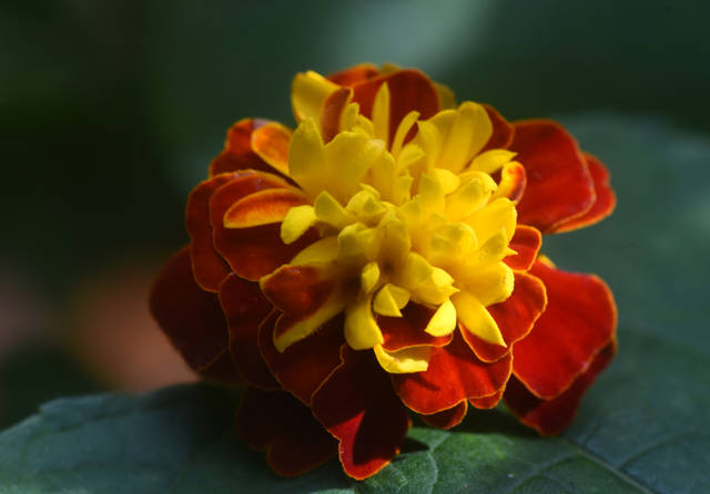 1187567_web1_gtr-liv-annuals2-053119