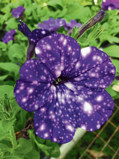 1187567_web1_gtr-liv-annuals6-053119