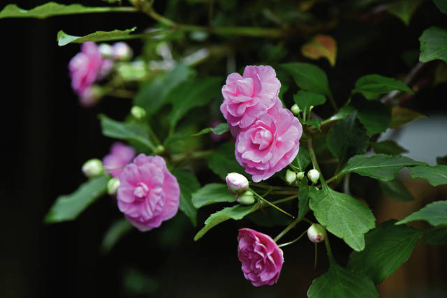 1187567_web1_gtr-liv-annuals8-053119
