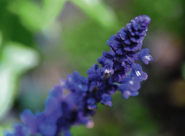 1187567_web1_gtr-liv-annuals9-053119