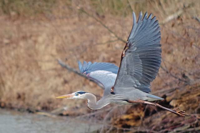 1209049_web1_gtr-heron-052619