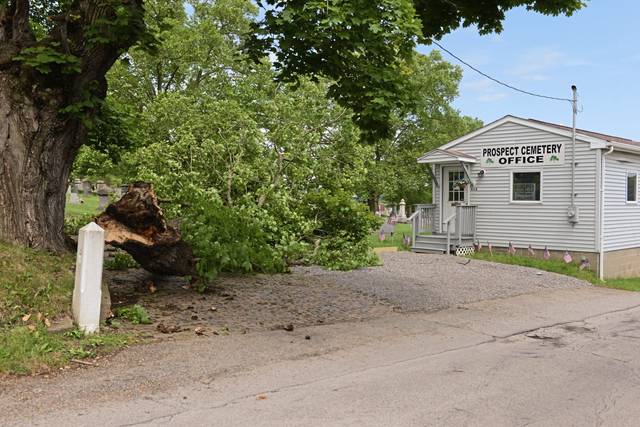 1212561_web1_vnd-treedown01-052719